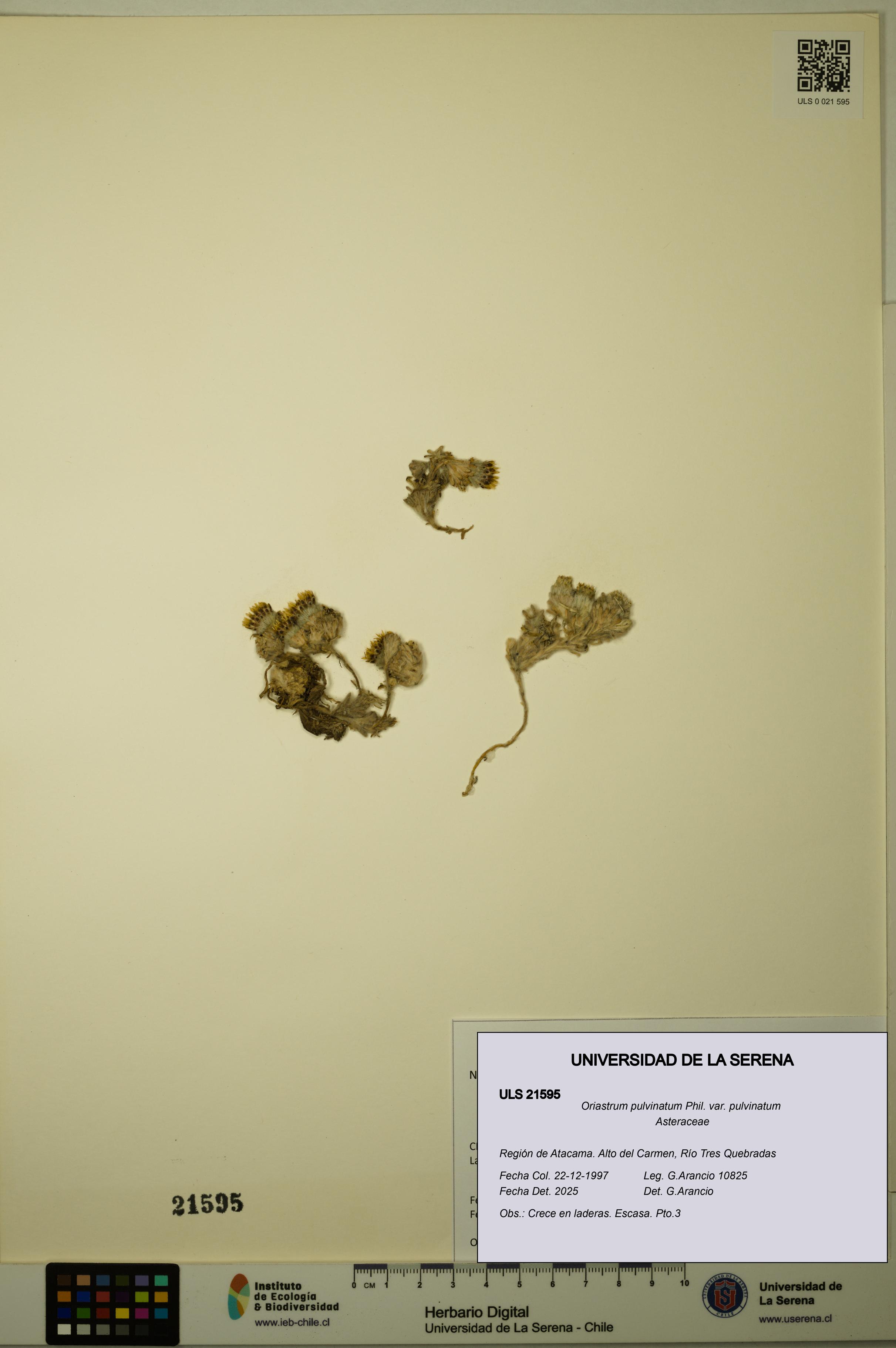 Oriastrum pulvinatum var. pulvinatum [Espécimen: ULS:ULS:0021595]