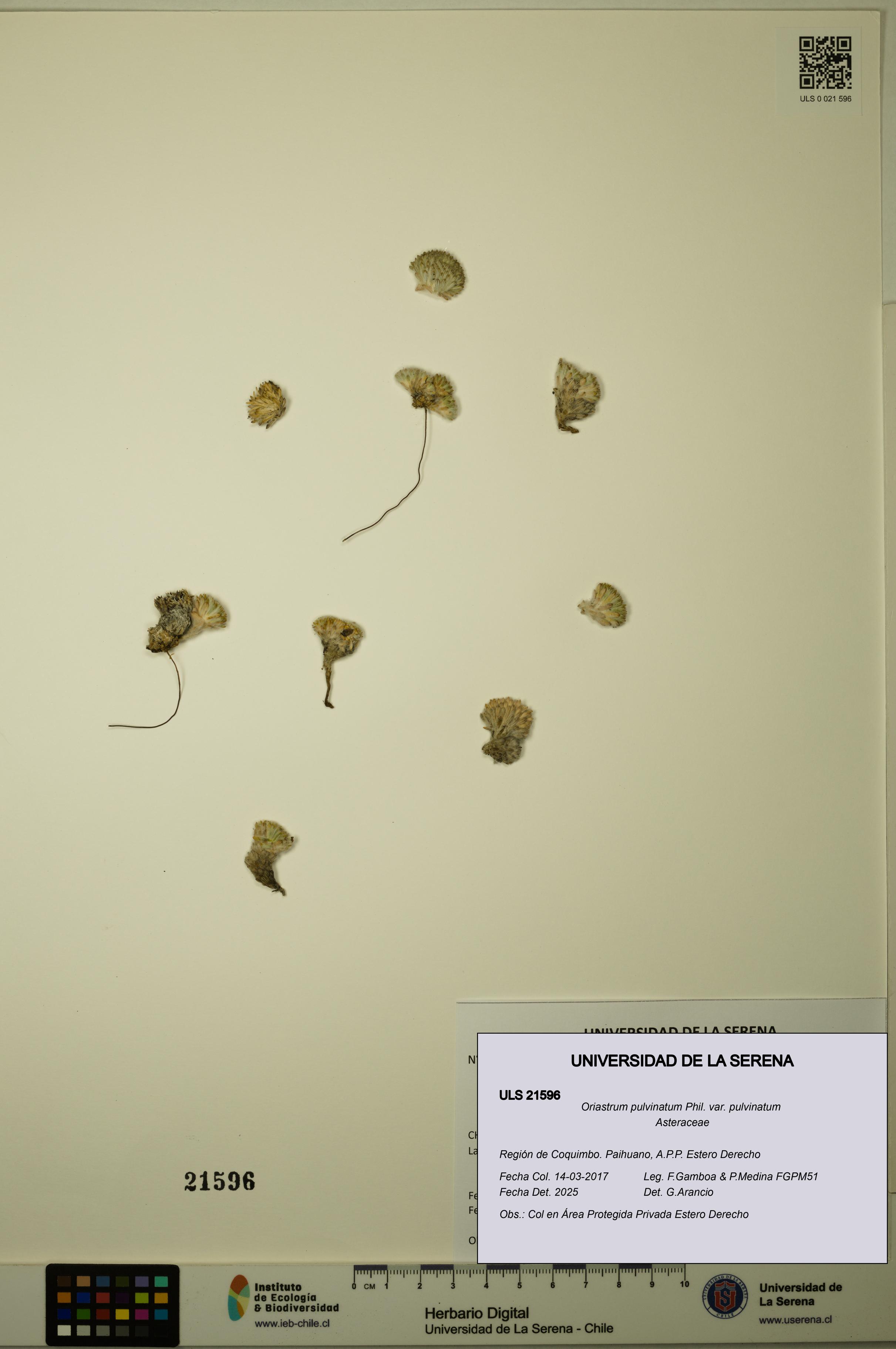 Oriastrum pulvinatum var. pulvinatum [Espécimen: ULS:ULS:0021596]