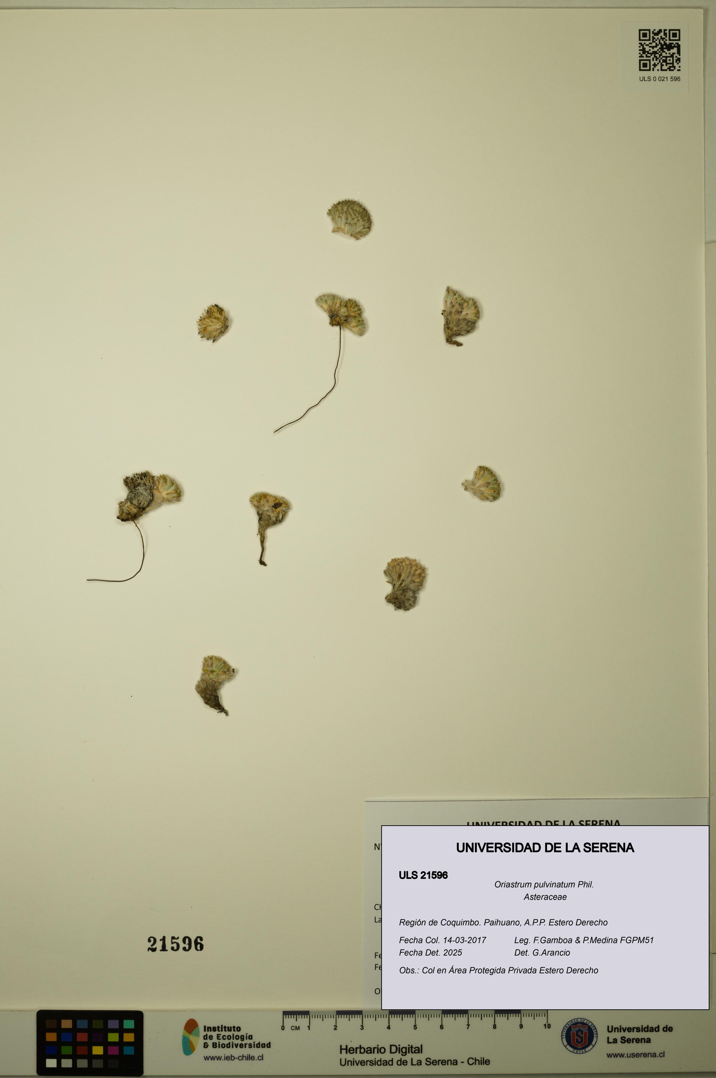 Oriastrum pulvinatum [Espécimen: ULS:ULS:0021596]