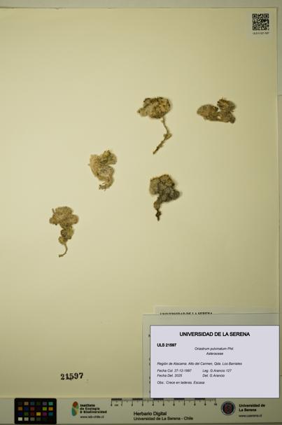 Oriastrum pulvinatum [Espécimen: ULS:ULS:0021597]