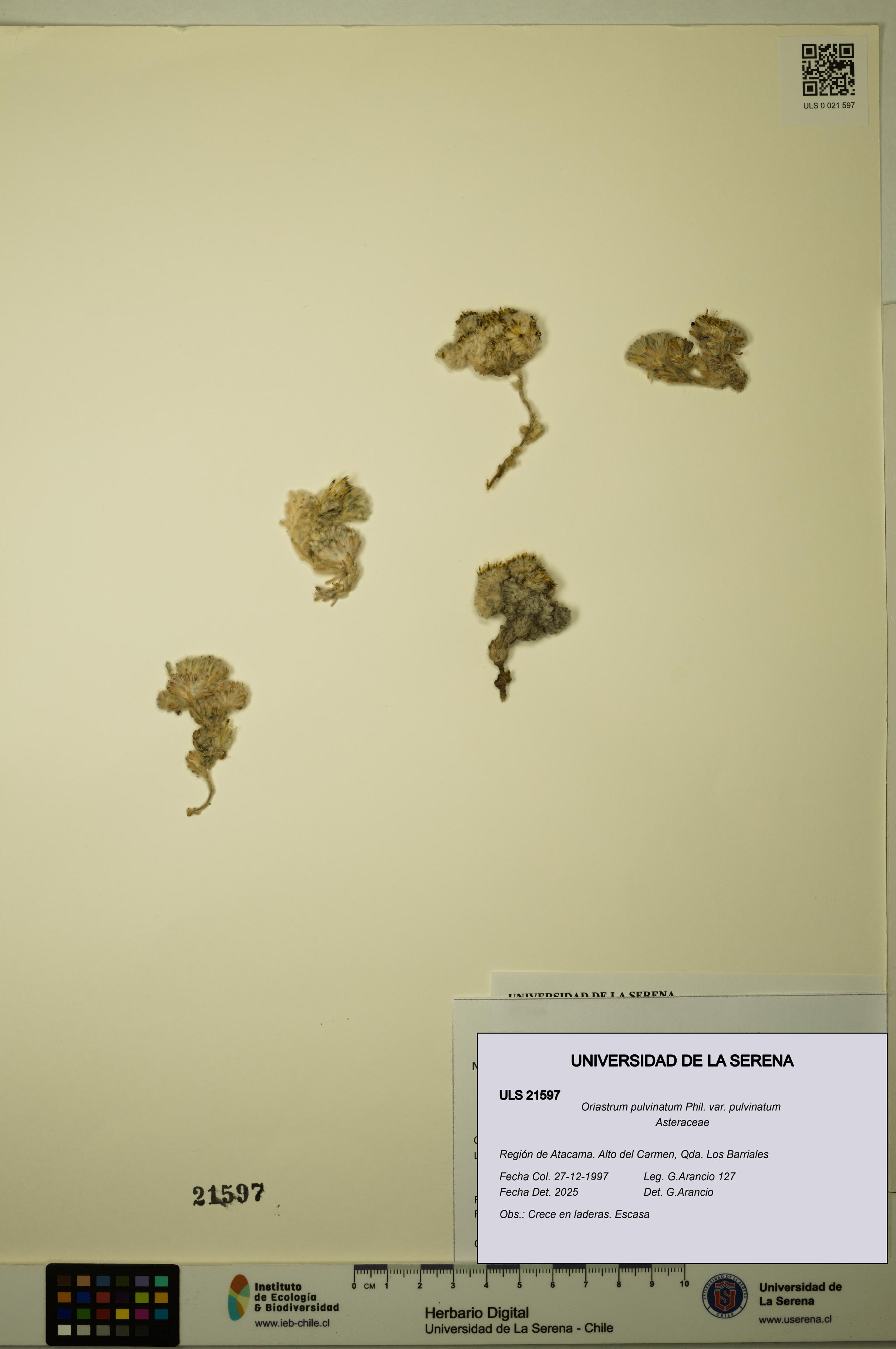 Oriastrum pulvinatum var. pulvinatum [Espécimen: ULS:ULS:0021597]