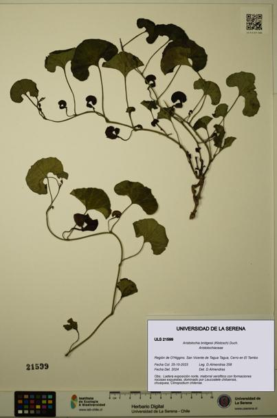 Aristolochia bridgesii [Espécimen: ULS:ULS:0021599]