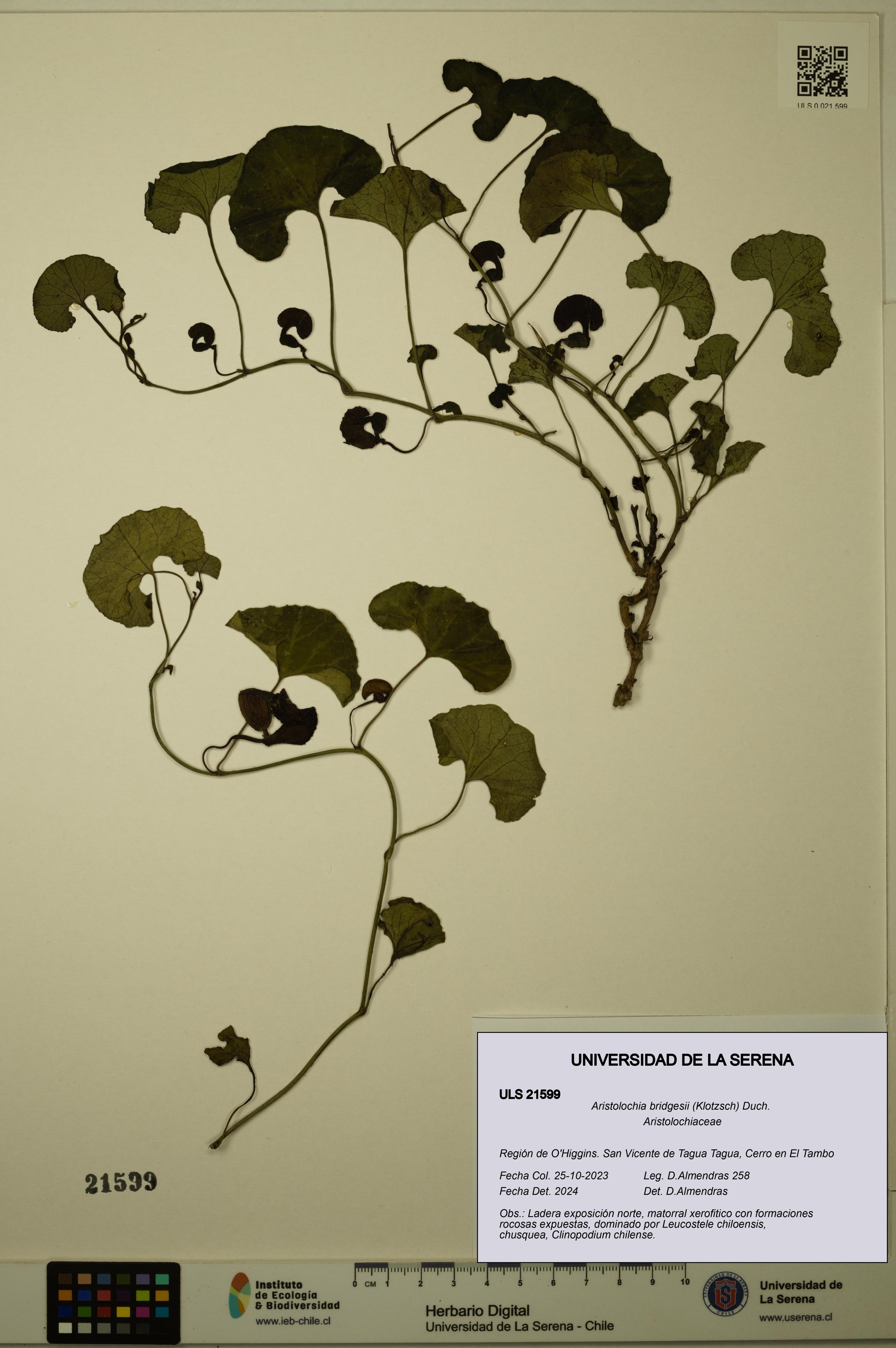 Aristolochia bridgesii [Espécimen: ULS:ULS:0021599]