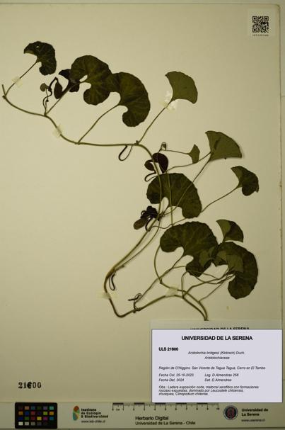 Aristolochia bridgesii [Espécimen: ULS:ULS:0021600]