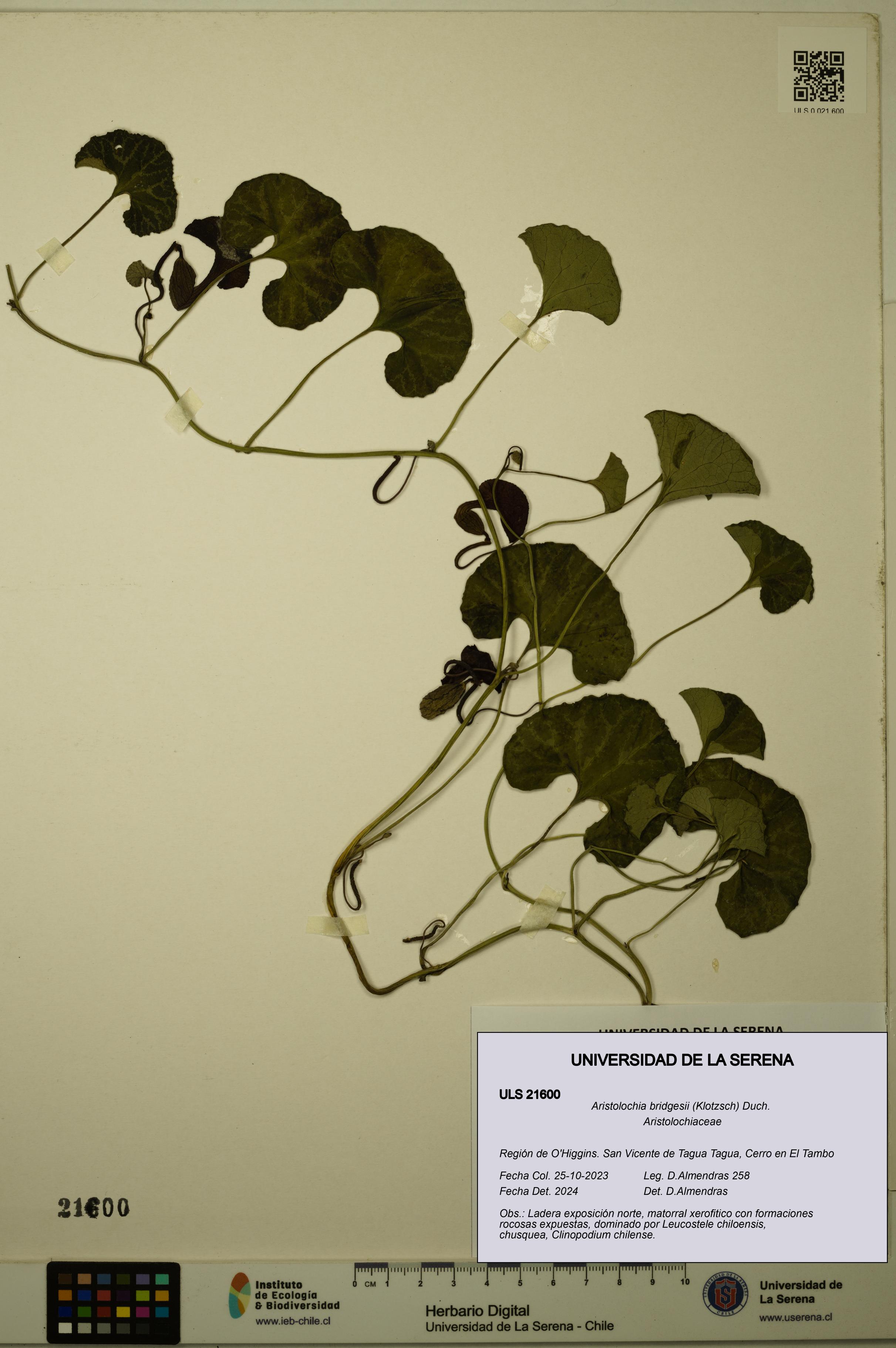 Aristolochia bridgesii [Espécimen: ULS:ULS:0021600]