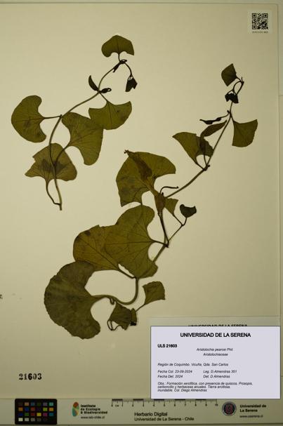 Aristolochia pearcei [Espécimen: ULS:ULS:0021603]