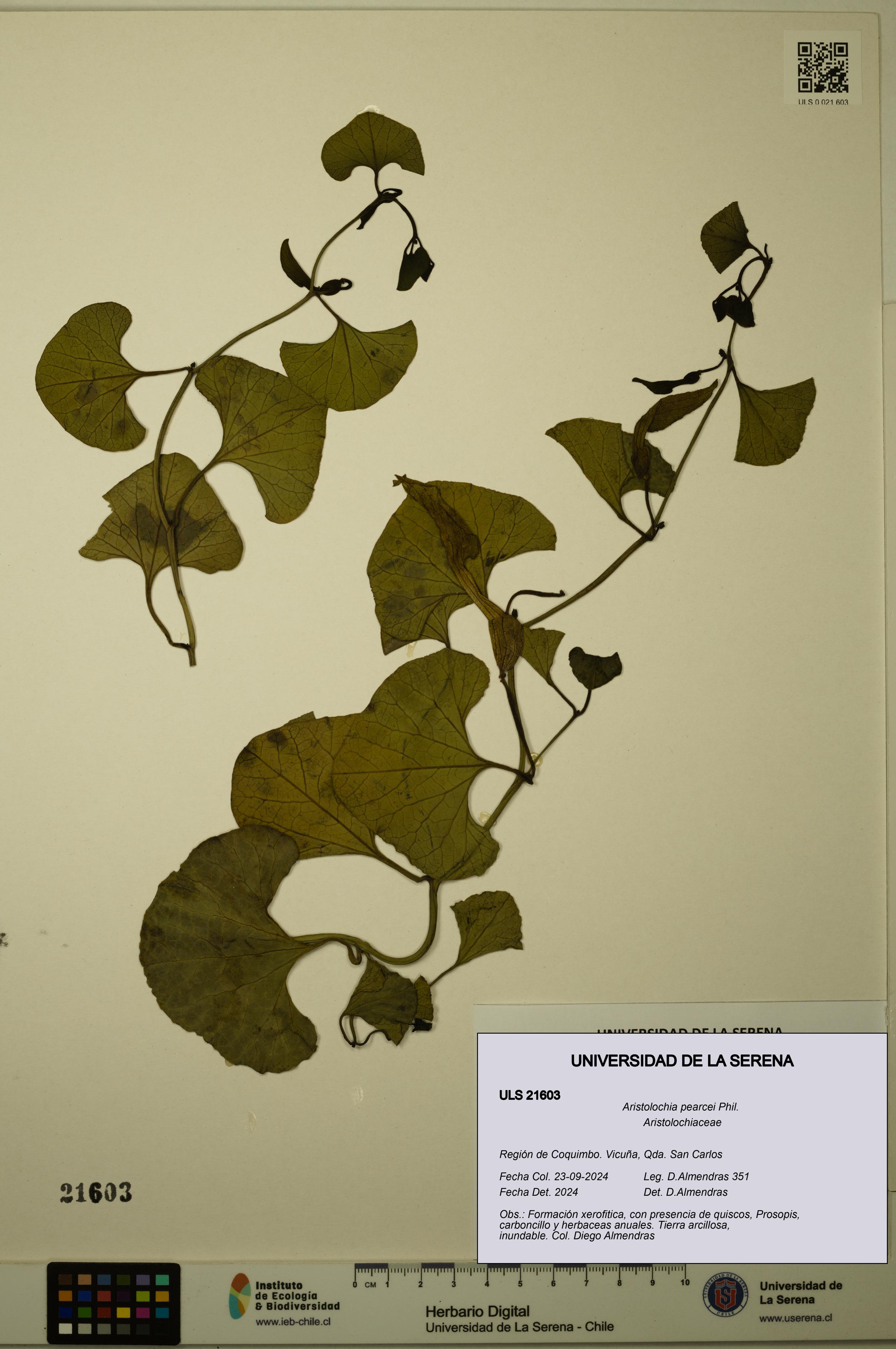 Aristolochia pearcei [Espécimen: ULS:ULS:0021603]