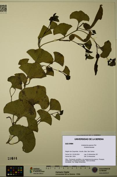 Aristolochia pearcei [Espécimen: ULS:ULS:0021604]