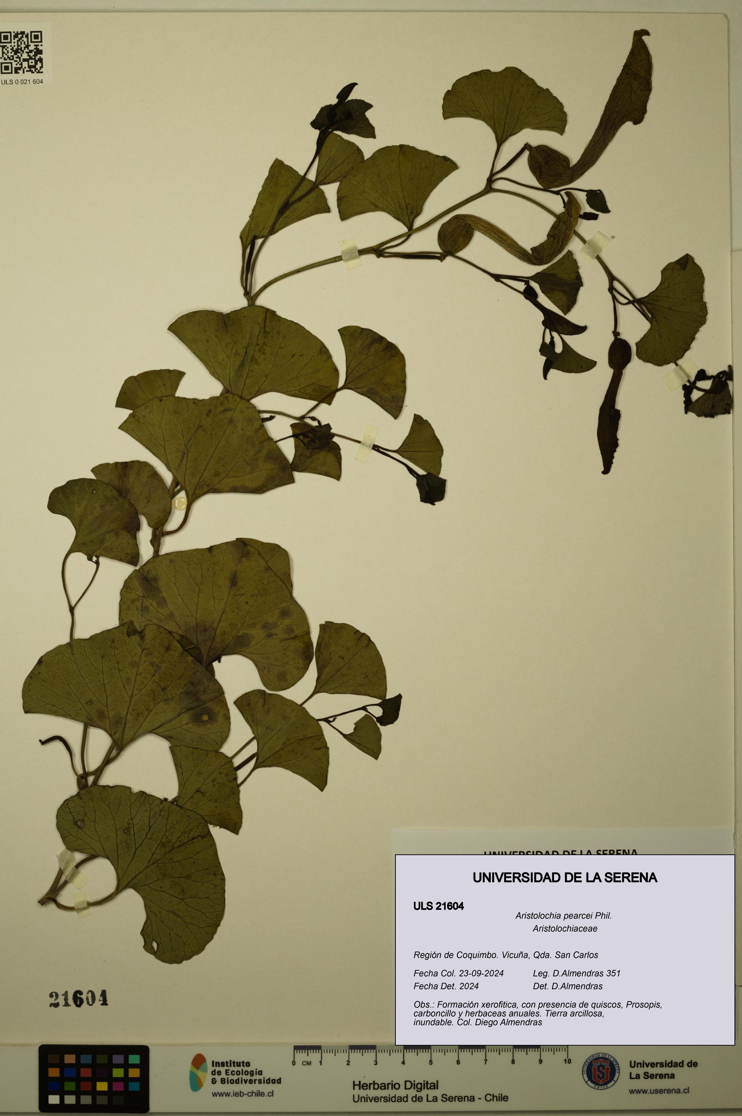 Aristolochia pearcei [Espécimen: ULS:ULS:0021604]