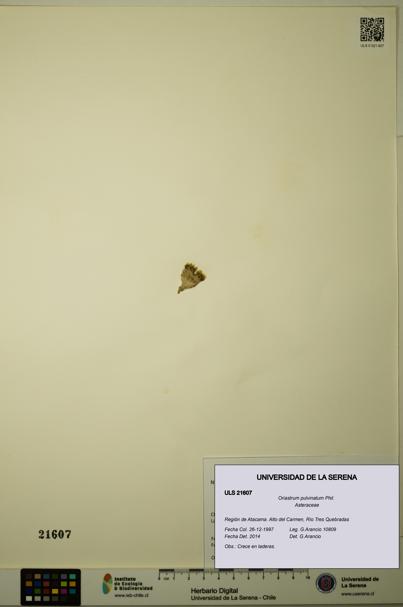 Oriastrum pulvinatum [Espécimen: ULS:ULS:0021607]