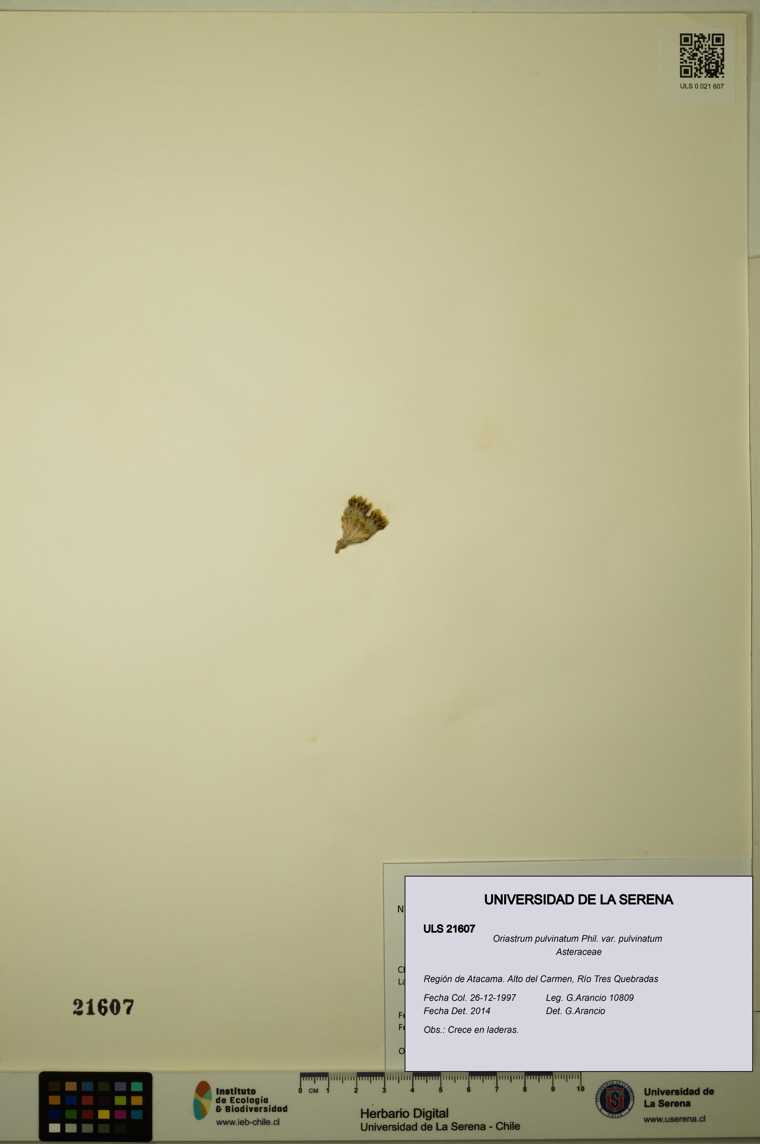 Oriastrum pulvinatum var. pulvinatum [Espécimen: ULS:ULS:0021607]