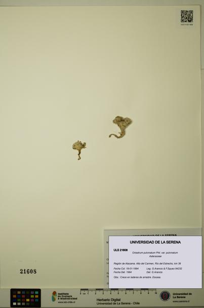 Oriastrum pulvinatum var. pulvinatum [Espécimen: ULS:ULS:0021608]