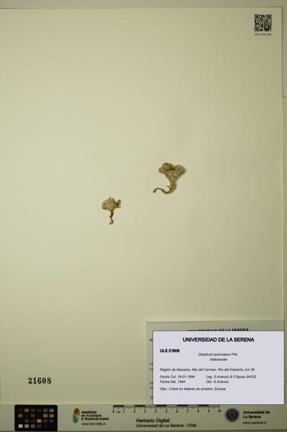 Oriastrum pulvinatum [Espécimen: ULS:ULS:0021608]