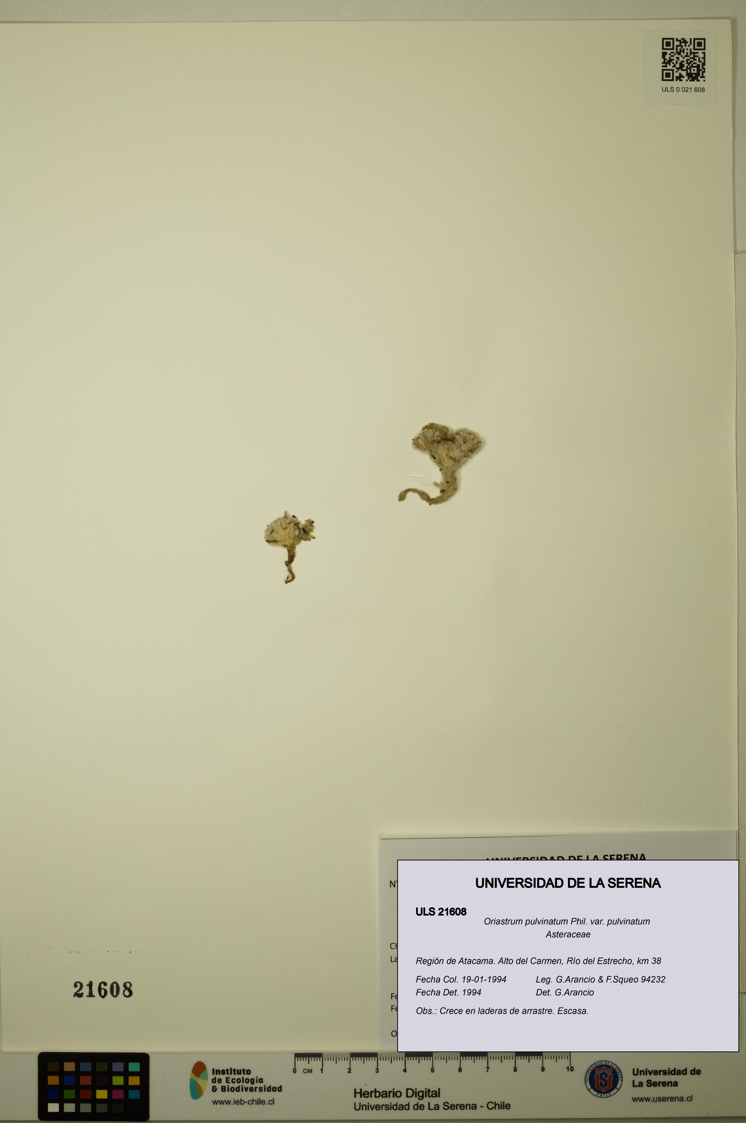 Oriastrum pulvinatum var. pulvinatum [Espécimen: ULS:ULS:0021608]