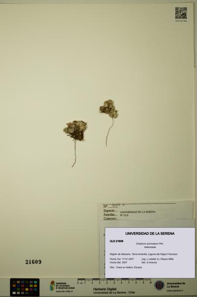 Oriastrum pulvinatum [Espécimen: ULS:ULS:0021609]