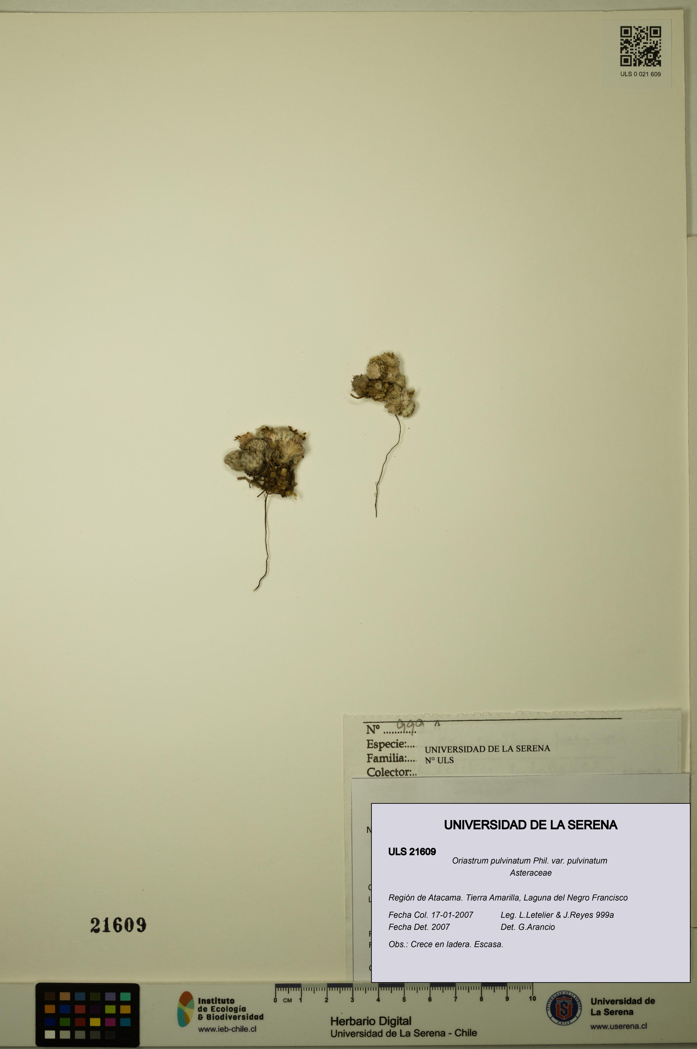 Oriastrum pulvinatum var. pulvinatum [Espécimen: ULS:ULS:0021609]