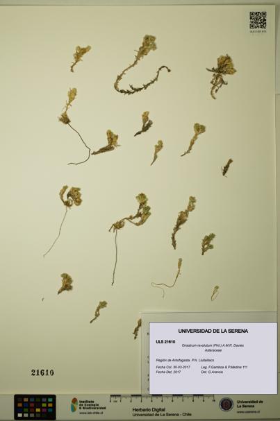 Oriastrum revolutum [Espécimen: ULS:ULS:0021610]