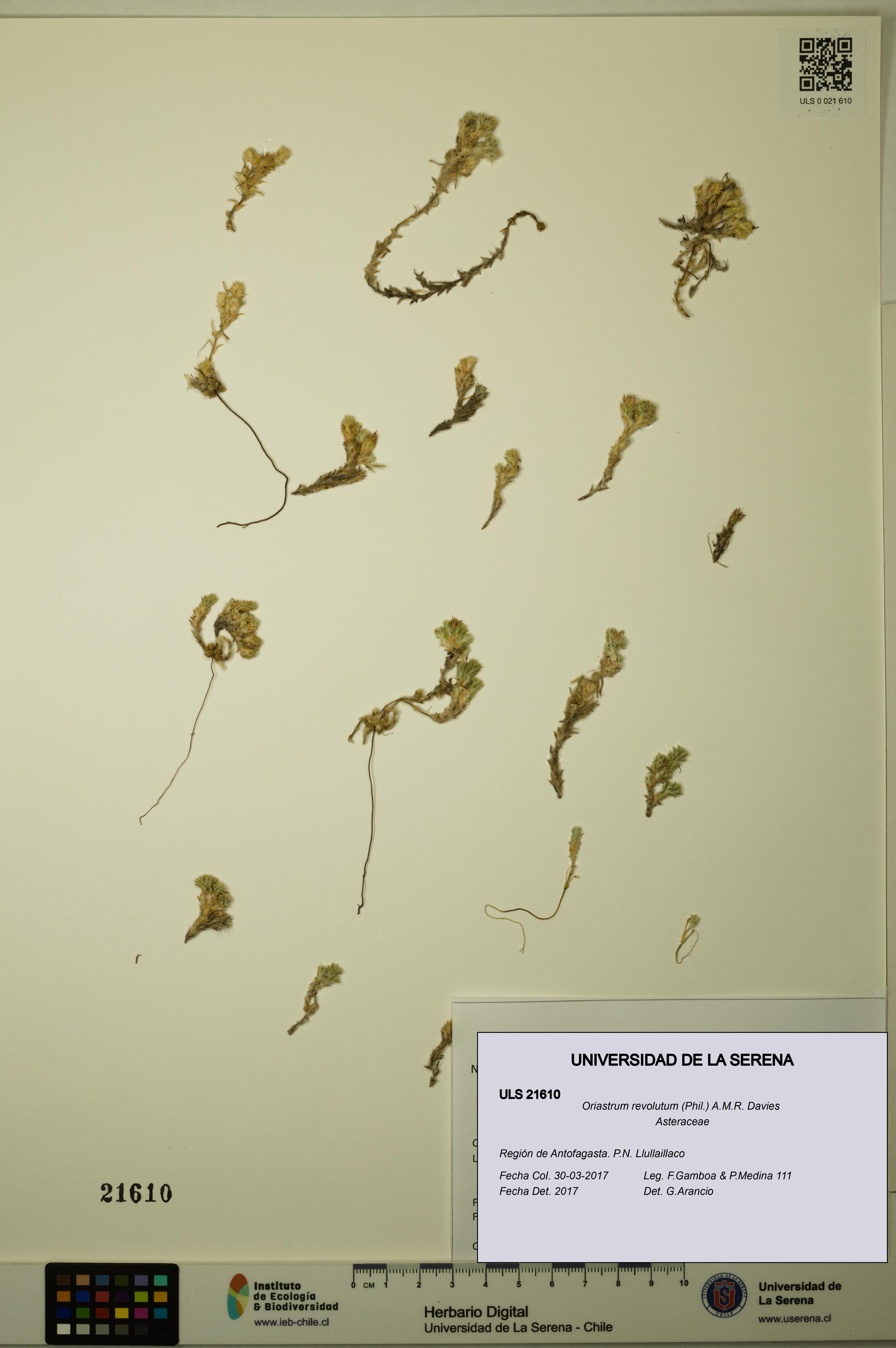 Oriastrum revolutum [Espécimen: ULS:ULS:0021610]