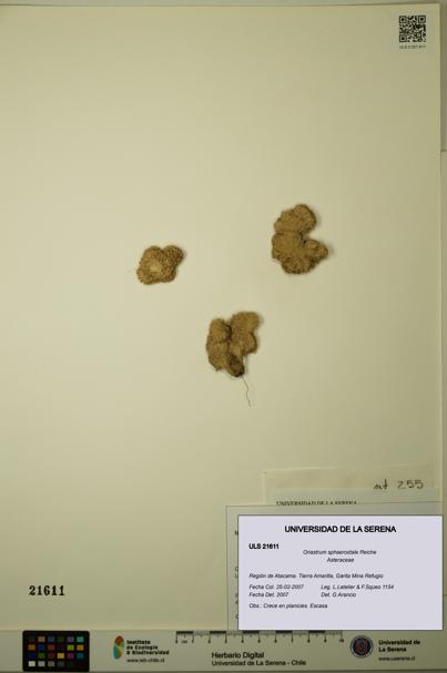 Oriastrum sphaeroidale [Espécimen: ULS:ULS:0021611]