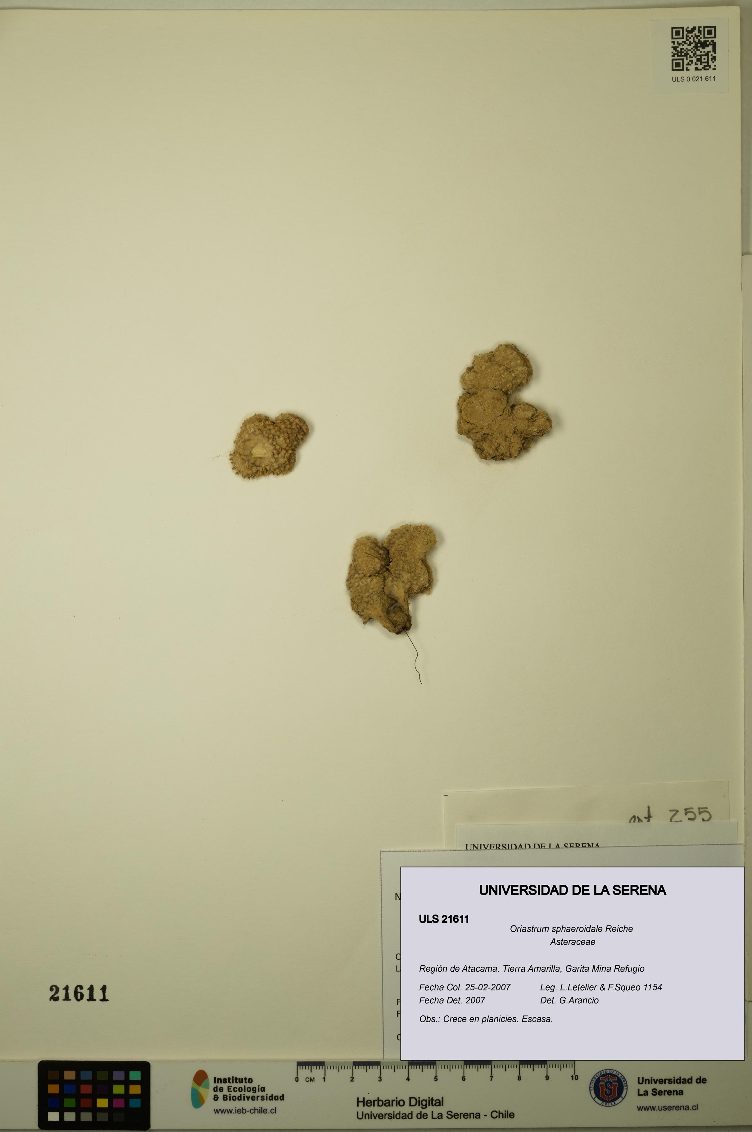 Oriastrum sphaeroidale [Espécimen: ULS:ULS:0021611]