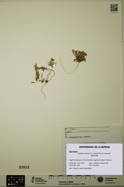 Oriastrum acerosum var. acerosum [Espécimen: ULS:ULS:0021612]