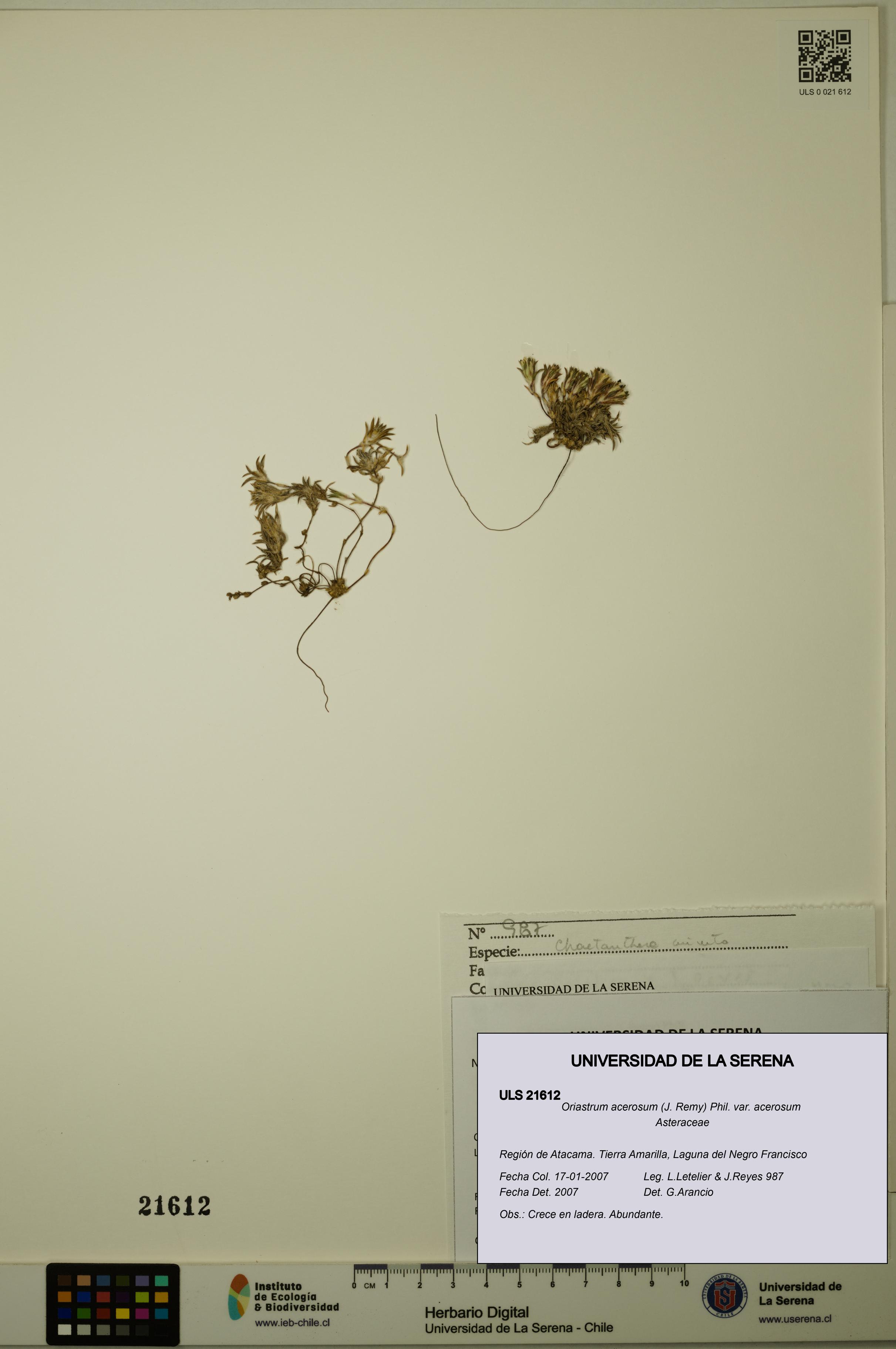 Oriastrum acerosum var. acerosum [Espécimen: ULS:ULS:0021612]
