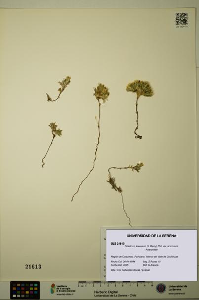 Oriastrum acerosum var. acerosum [Espécimen: ULS:ULS:0021613]
