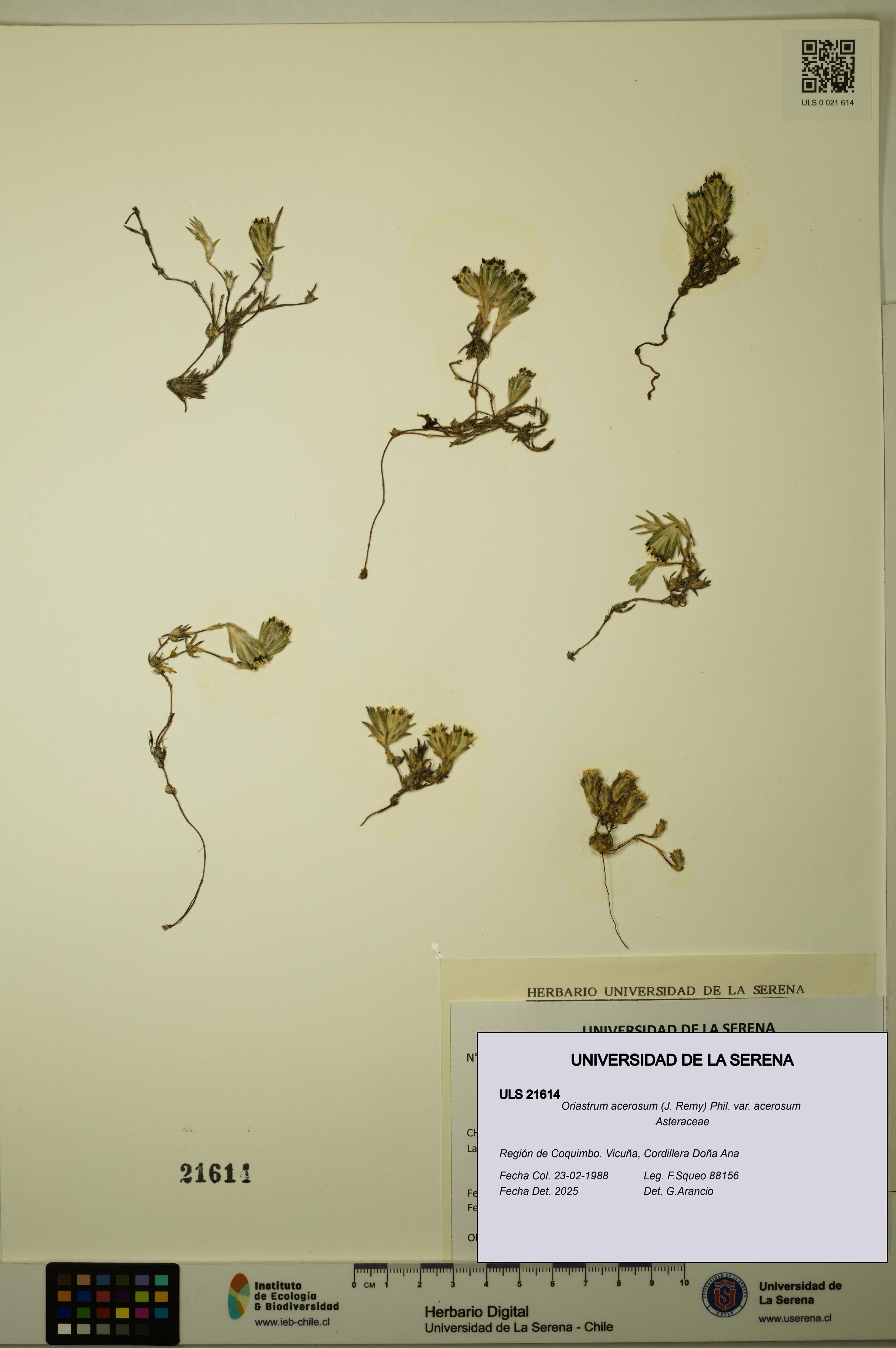 Oriastrum acerosum var. acerosum [Espécimen: ULS:ULS:0021614]