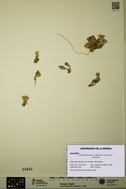 Oriastrum acerosum var. acerosum [Espécimen: ULS:ULS:0021616]