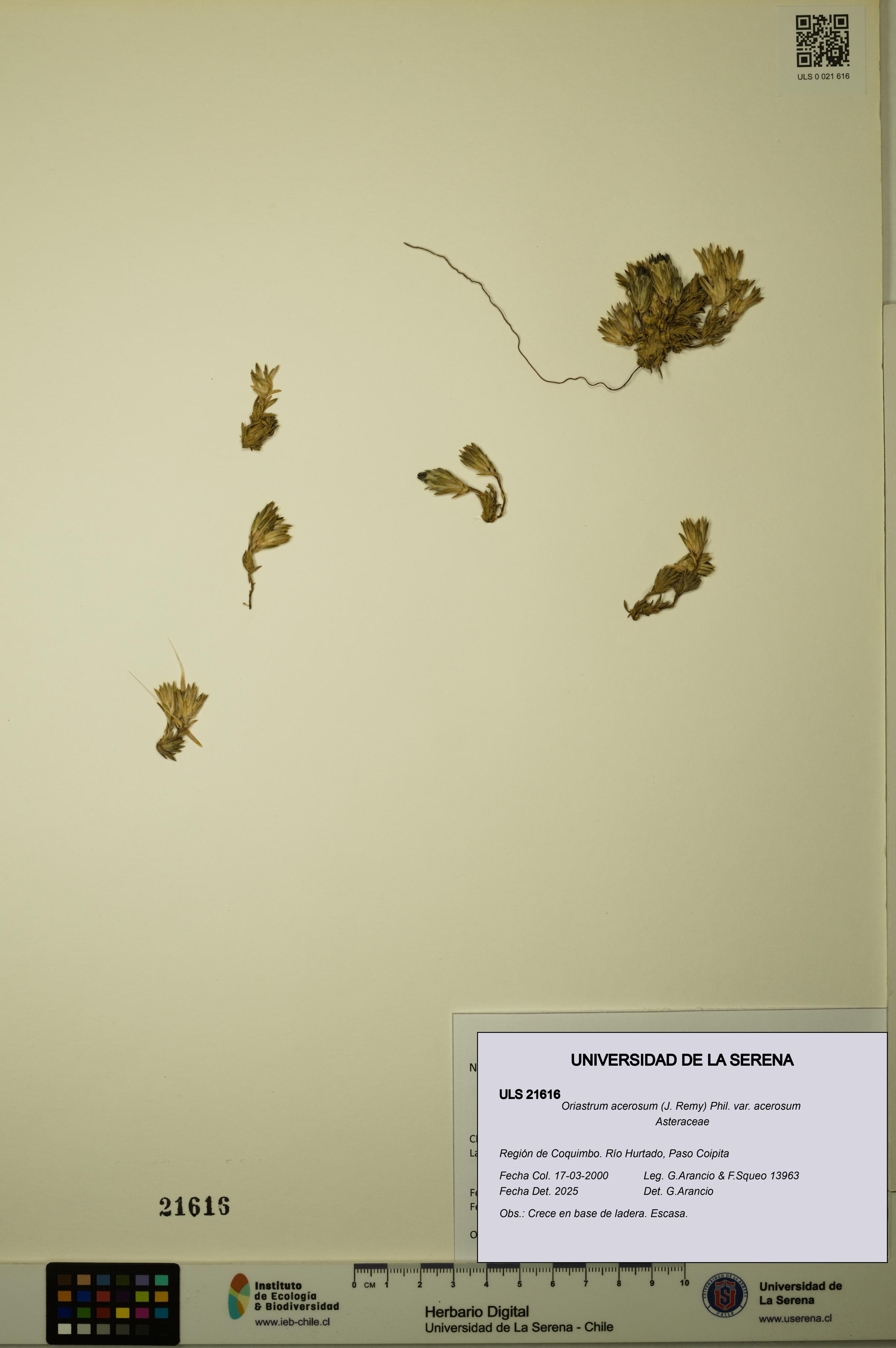 Oriastrum acerosum var. acerosum [Espécimen: ULS:ULS:0021616]