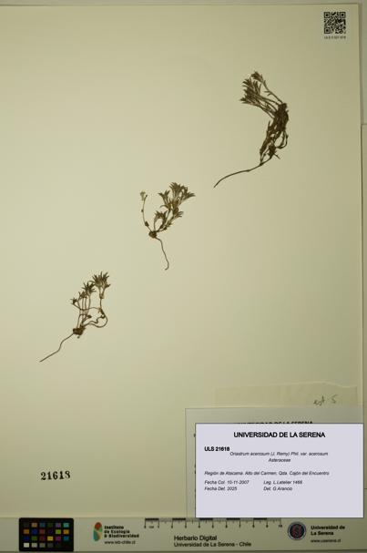 Oriastrum acerosum var. acerosum [Espécimen: ULS:ULS:0021618]