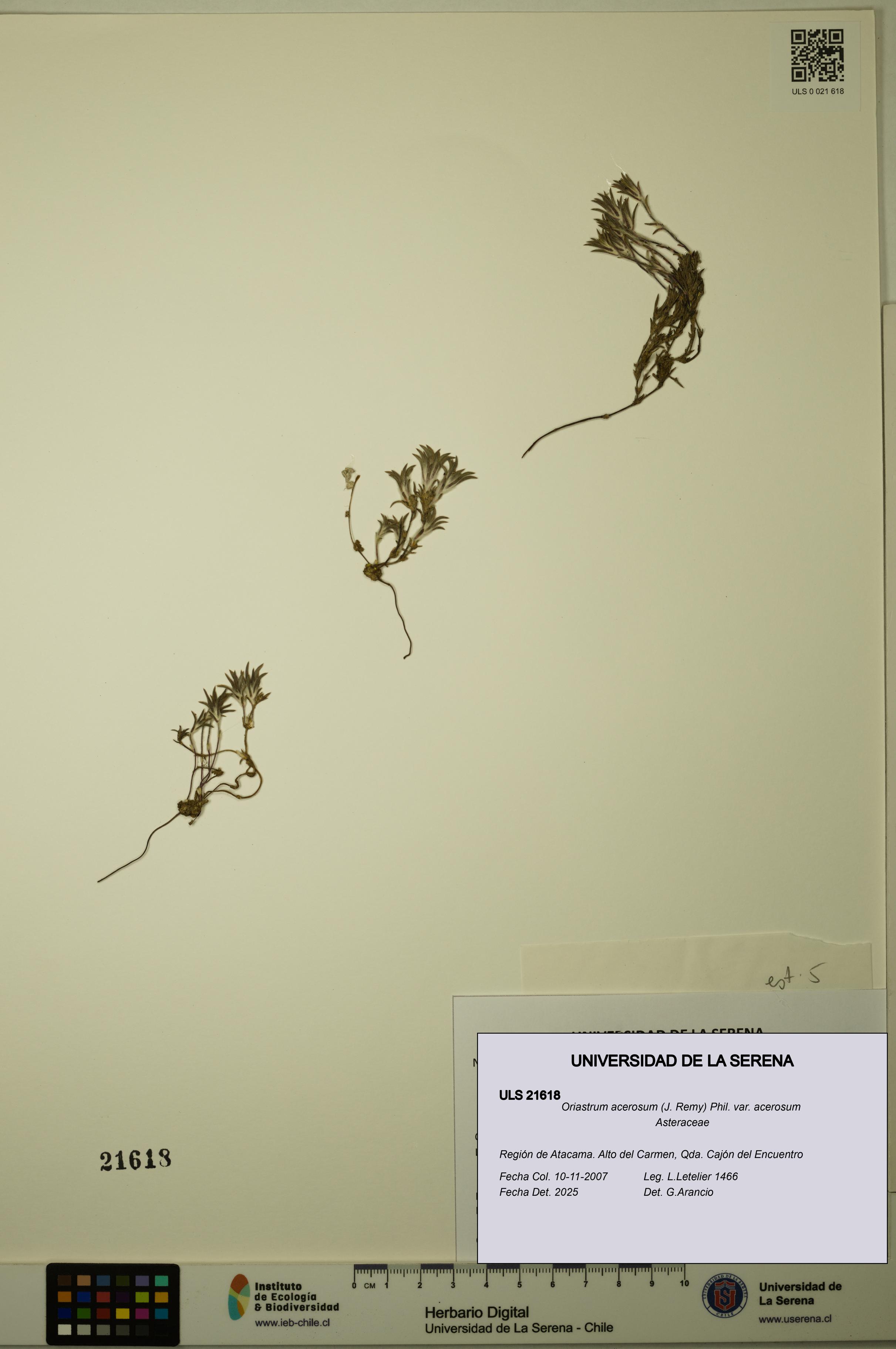 Oriastrum acerosum var. acerosum [Espécimen: ULS:ULS:0021618]