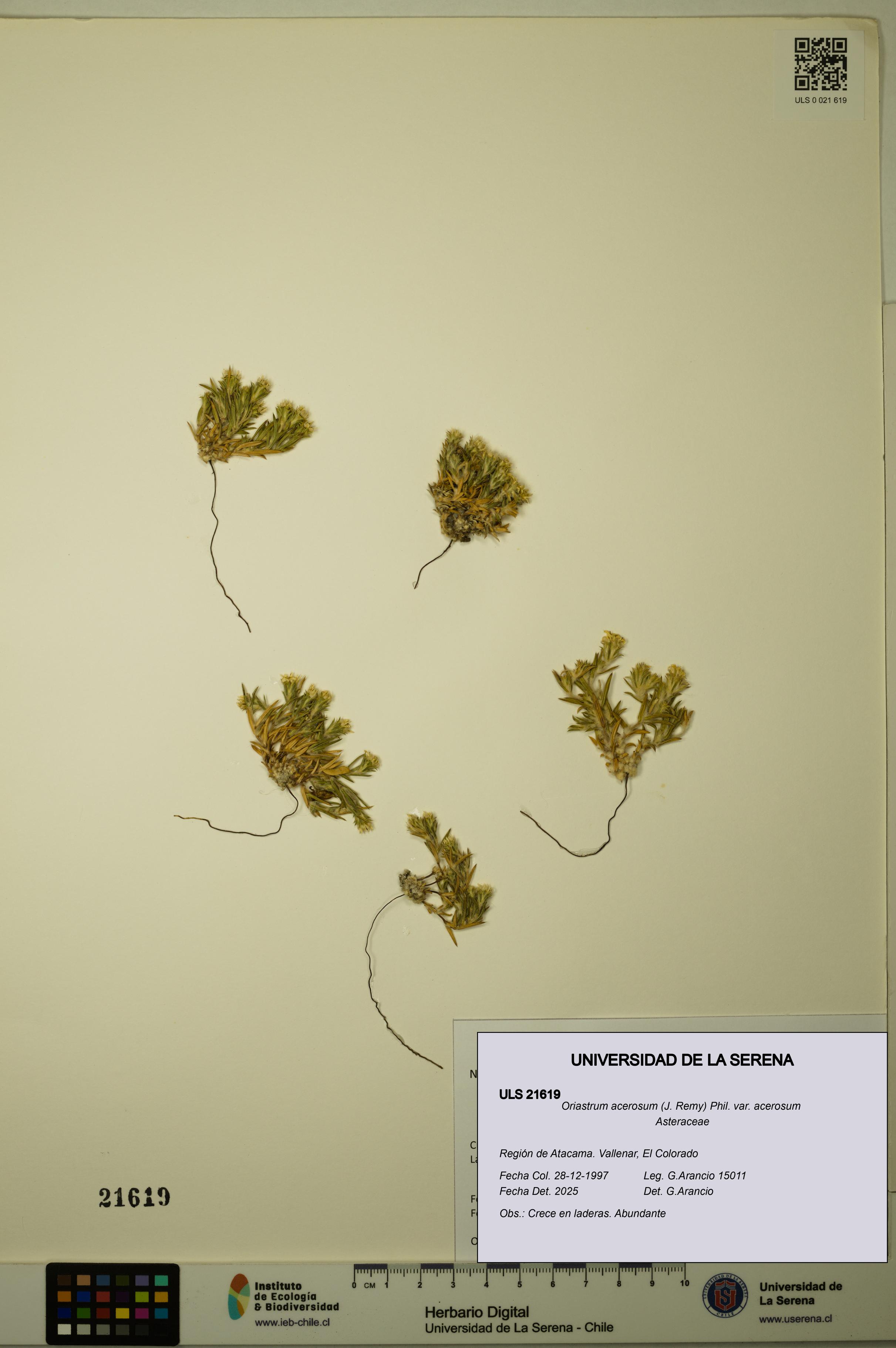Oriastrum acerosum var. acerosum [Espécimen: ULS:ULS:0021619]