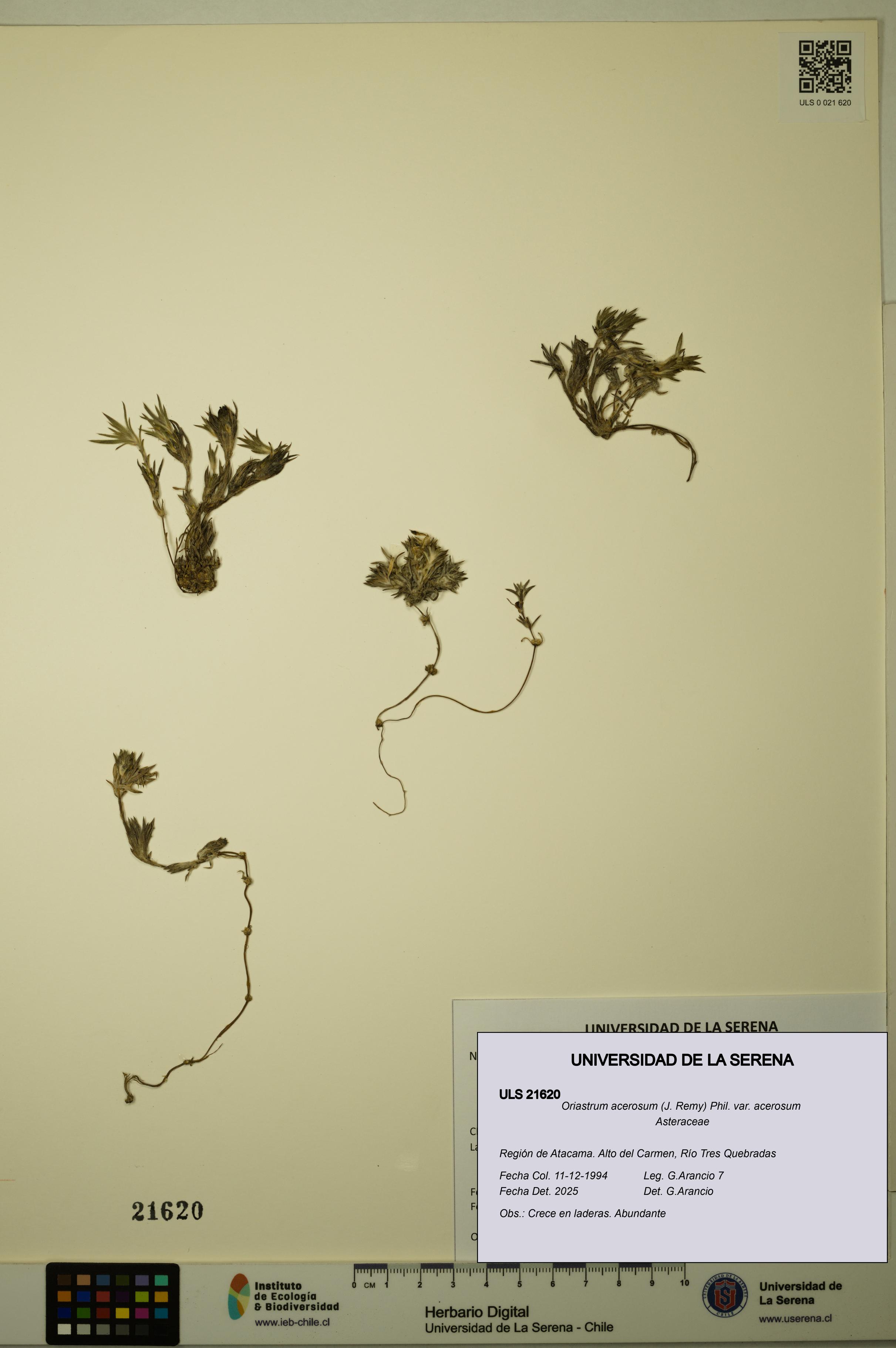 Oriastrum acerosum var. acerosum [Espécimen: ULS:ULS:0021620]