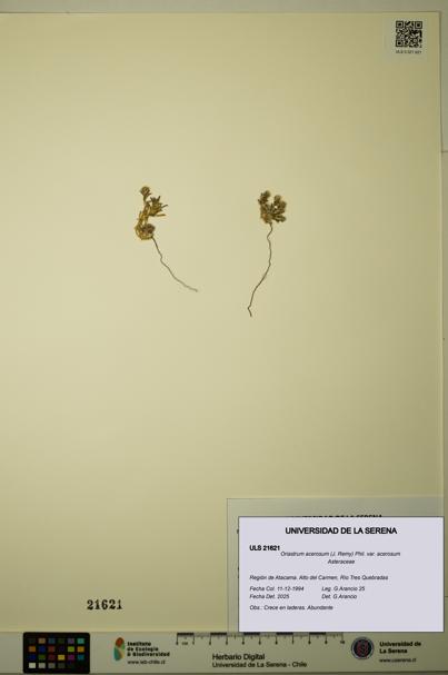 Oriastrum acerosum var. acerosum [Espécimen: ULS:ULS:0021621]