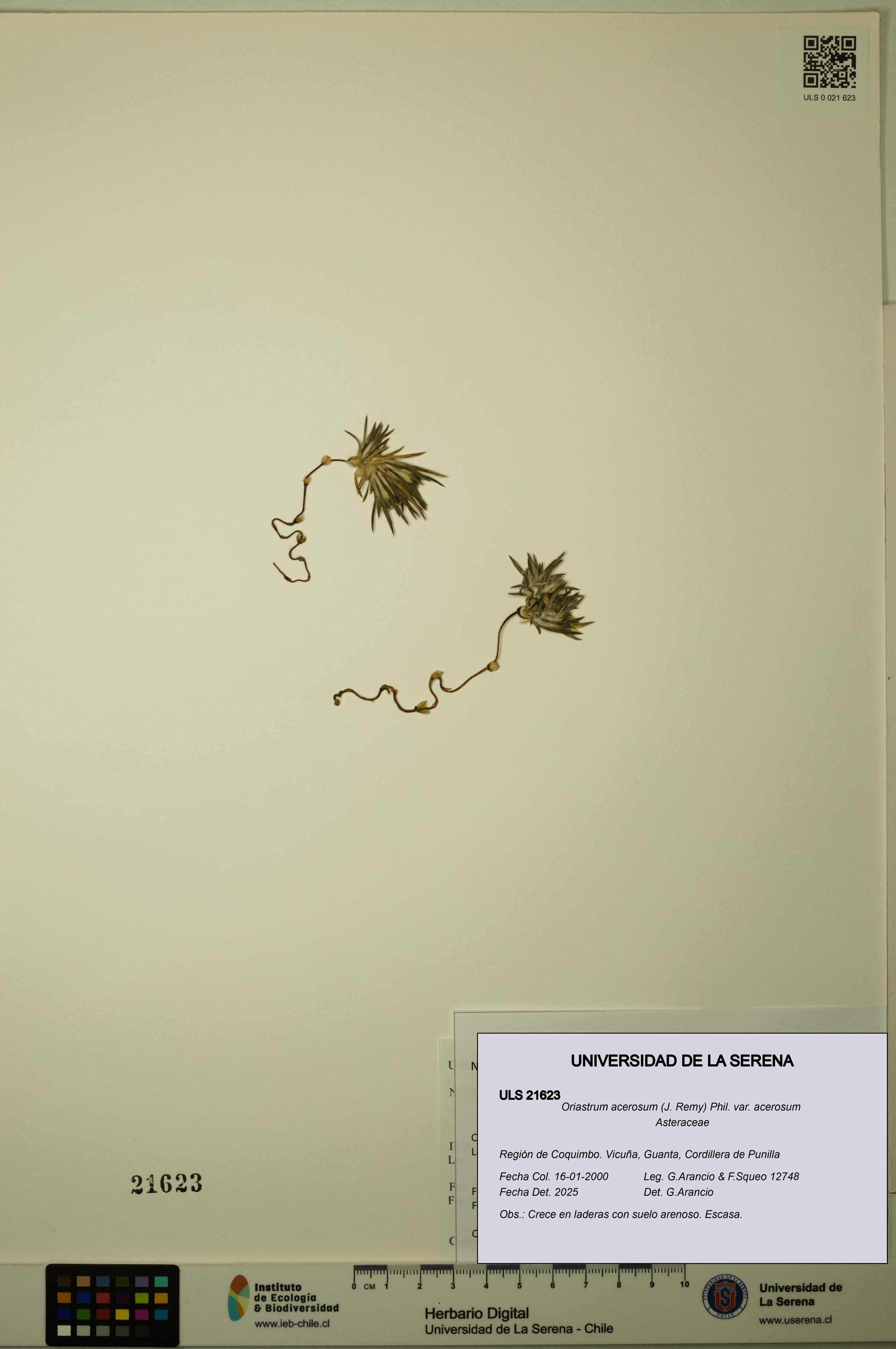 Oriastrum acerosum var. acerosum [Espécimen: ULS:ULS:0021623]
