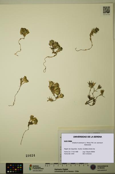 Oriastrum acerosum var. acerosum [Espécimen: ULS:ULS:0021624]