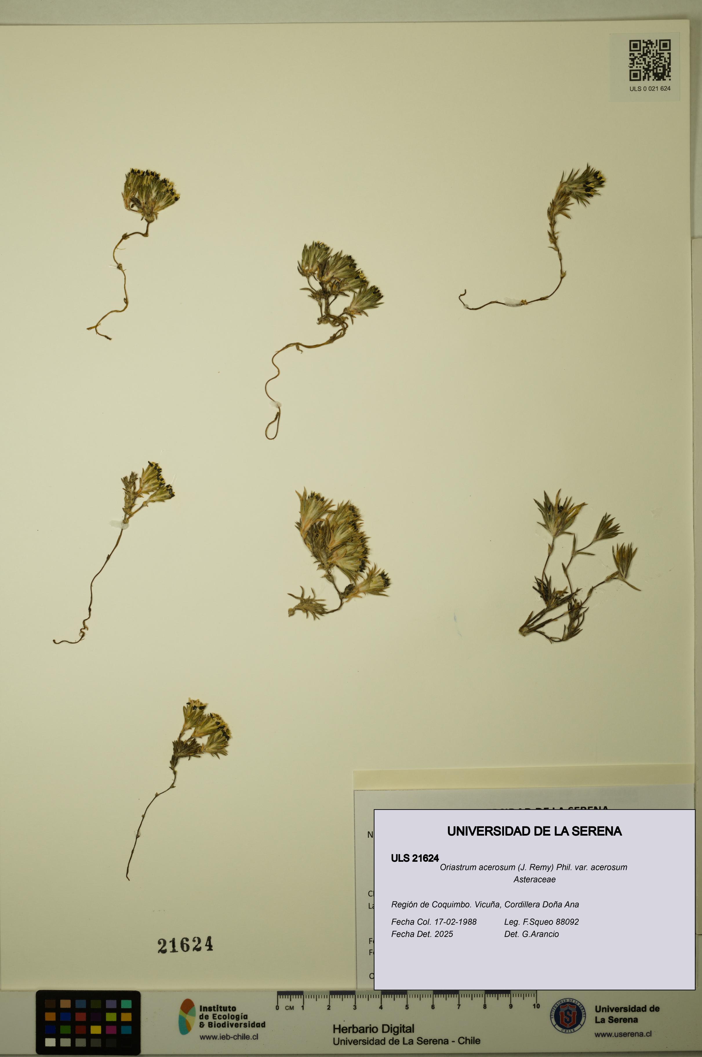 Oriastrum acerosum var. acerosum [Espécimen: ULS:ULS:0021624]