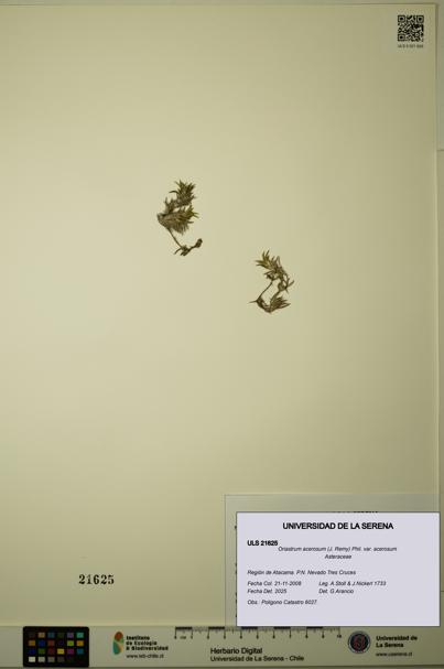 Oriastrum acerosum var. acerosum [Espécimen: ULS:ULS:0021625]