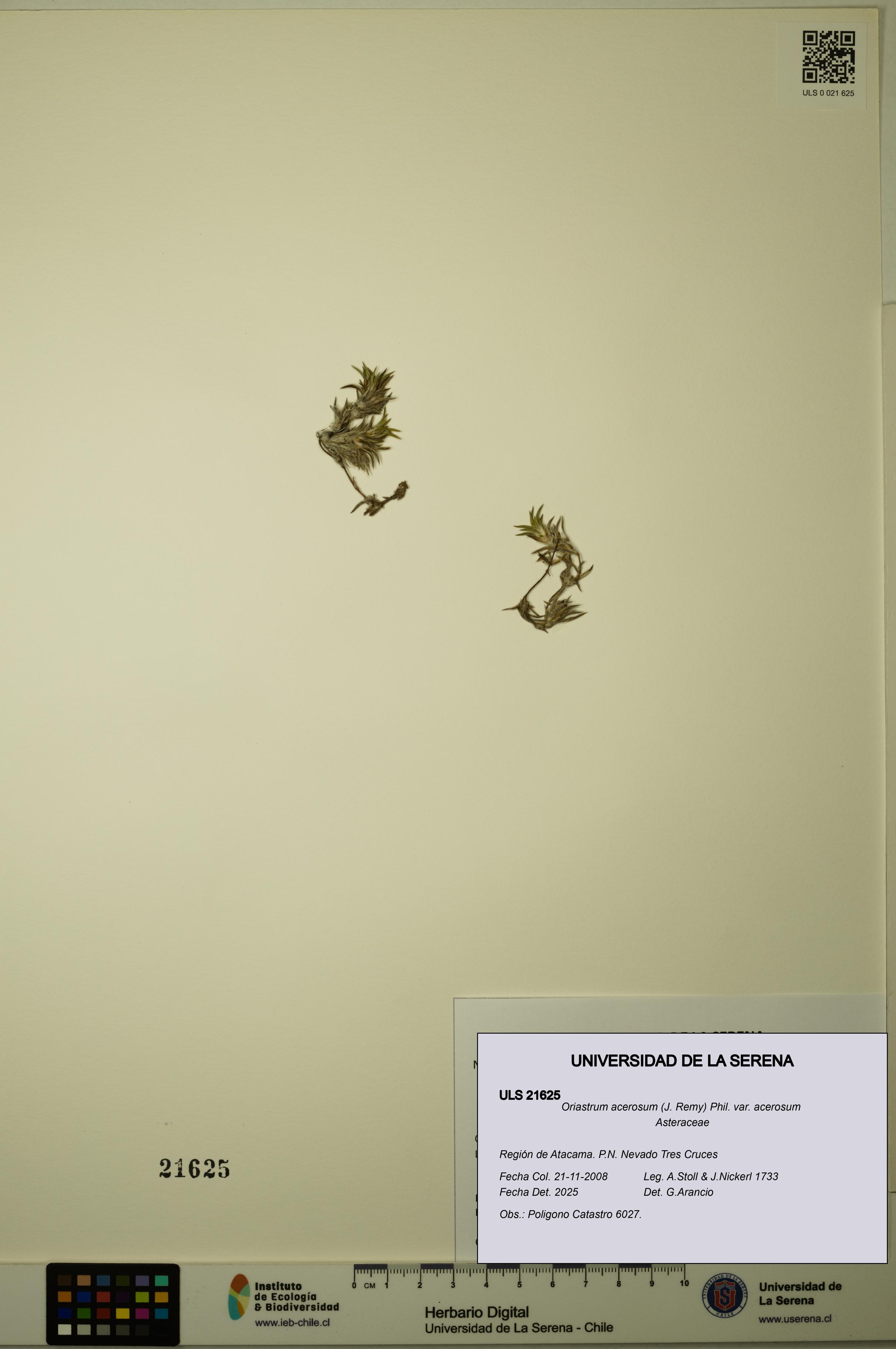 Oriastrum acerosum var. acerosum [Espécimen: ULS:ULS:0021625]