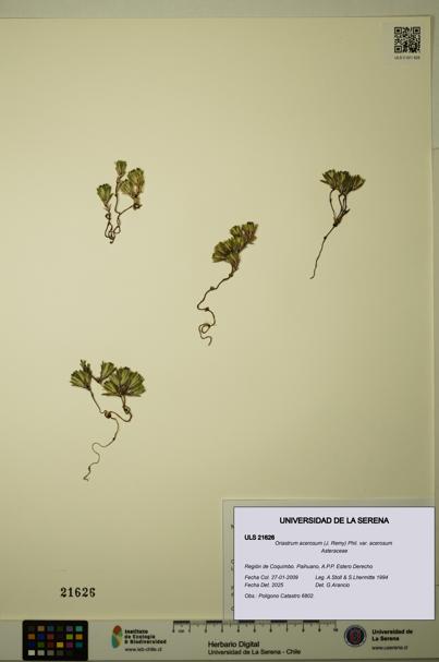 Oriastrum acerosum var. acerosum [Espécimen: ULS:ULS:0021626]