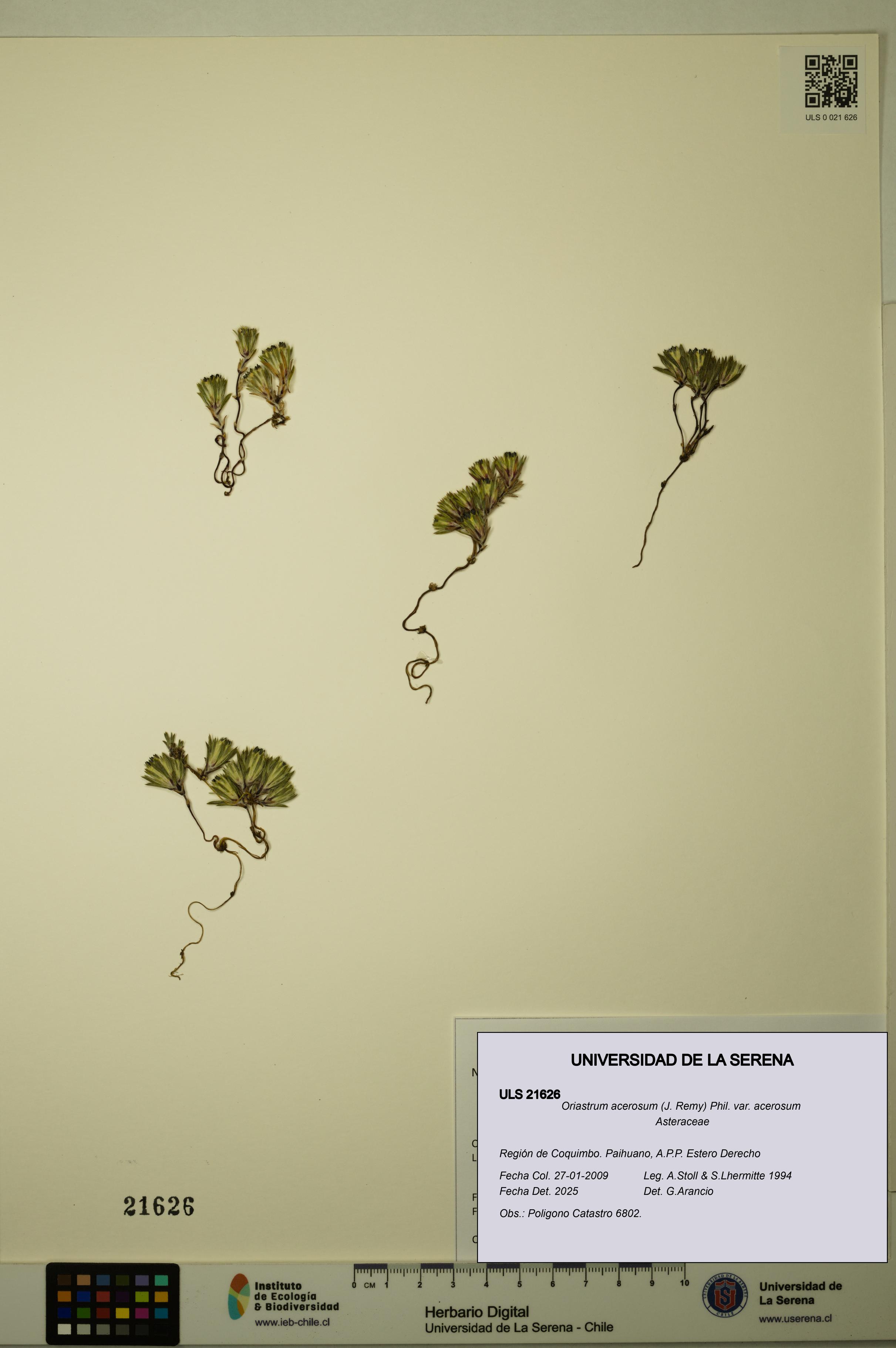 Oriastrum acerosum var. acerosum [Espécimen: ULS:ULS:0021626]