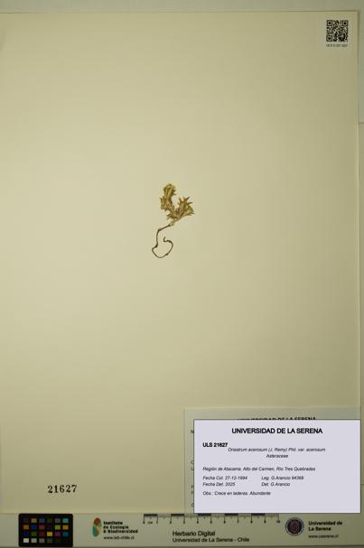 Oriastrum acerosum var. acerosum [Espécimen: ULS:ULS:0021627]
