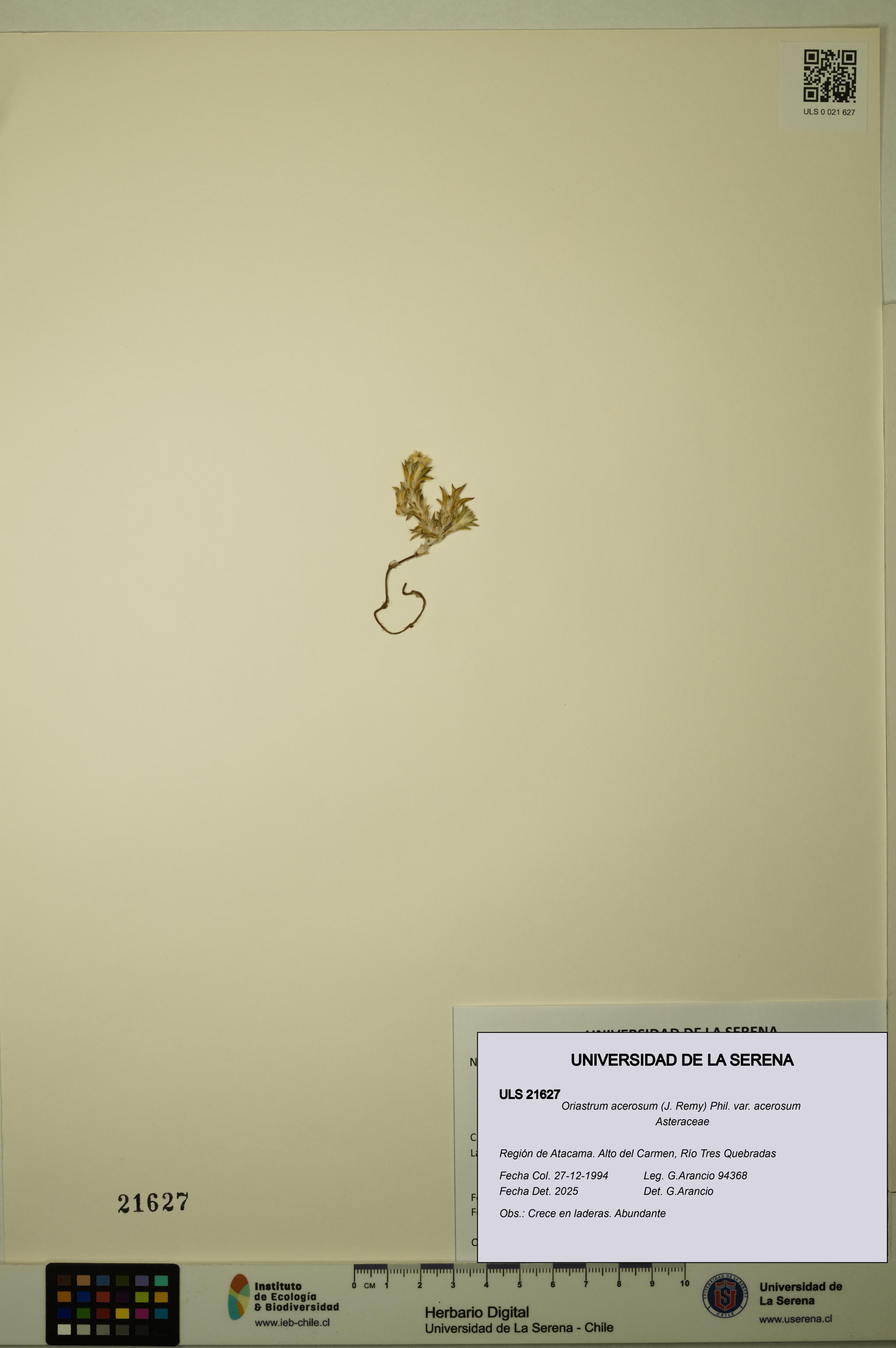 Oriastrum acerosum var. acerosum [Espécimen: ULS:ULS:0021627]