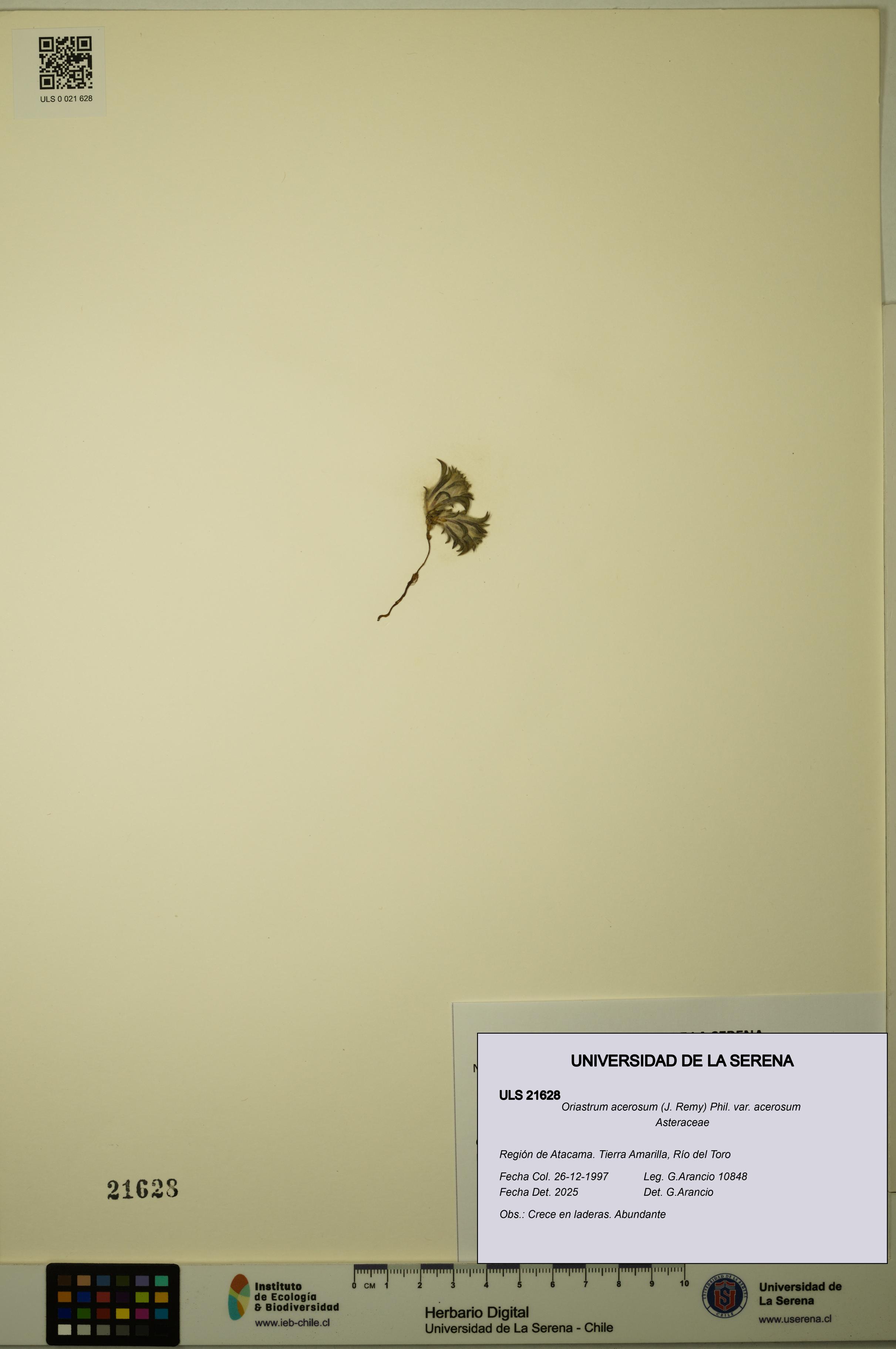 Oriastrum acerosum var. acerosum [Espécimen: ULS:ULS:0021628]