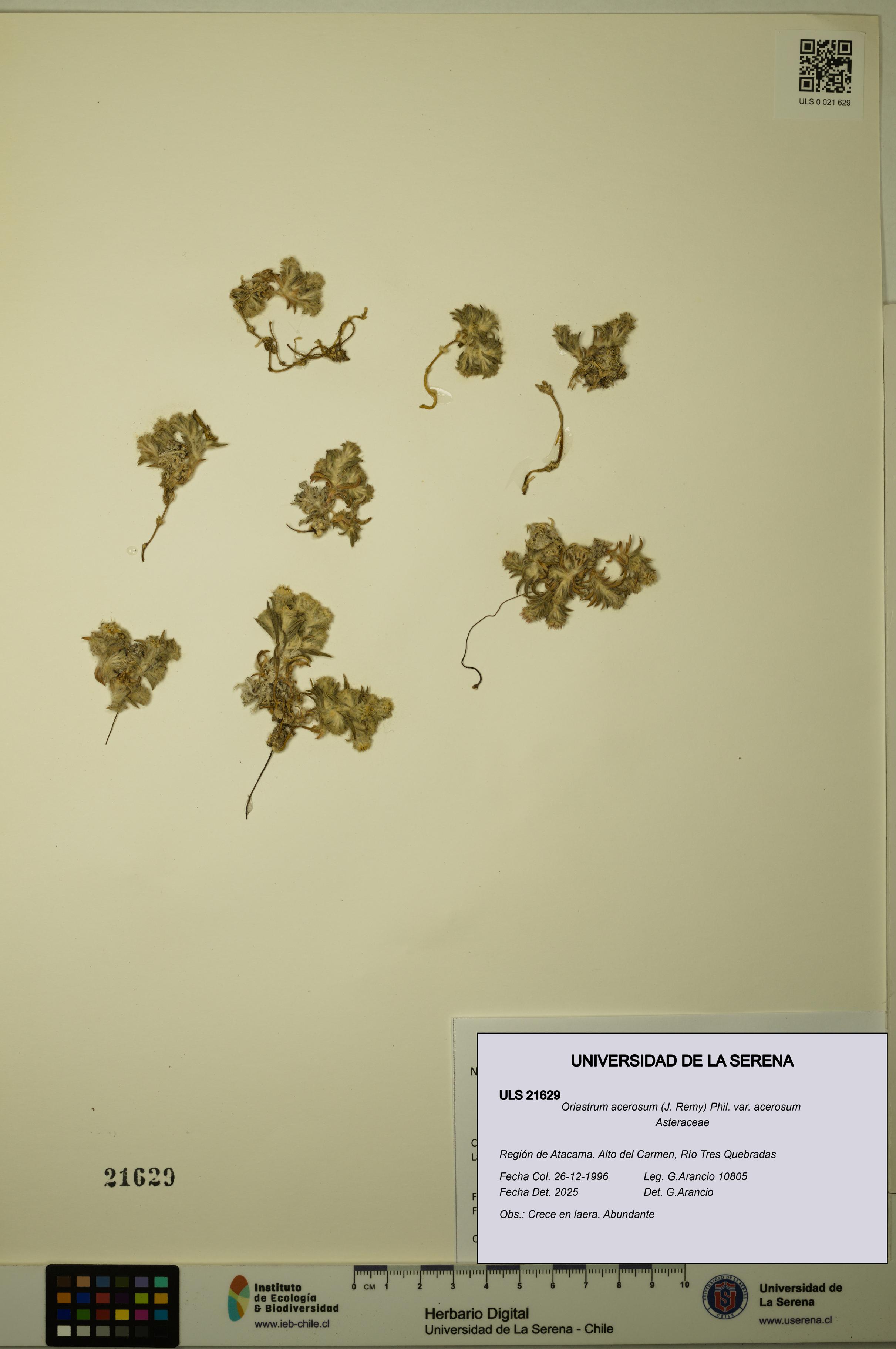 Oriastrum acerosum var. acerosum [Espécimen: ULS:ULS:0021629]