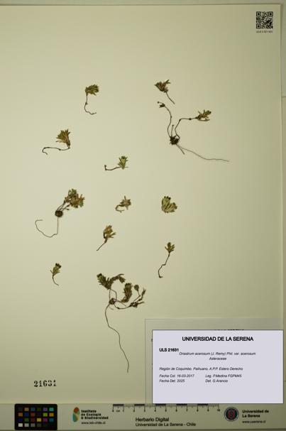 Oriastrum acerosum var. acerosum [Espécimen: ULS:ULS:0021631]