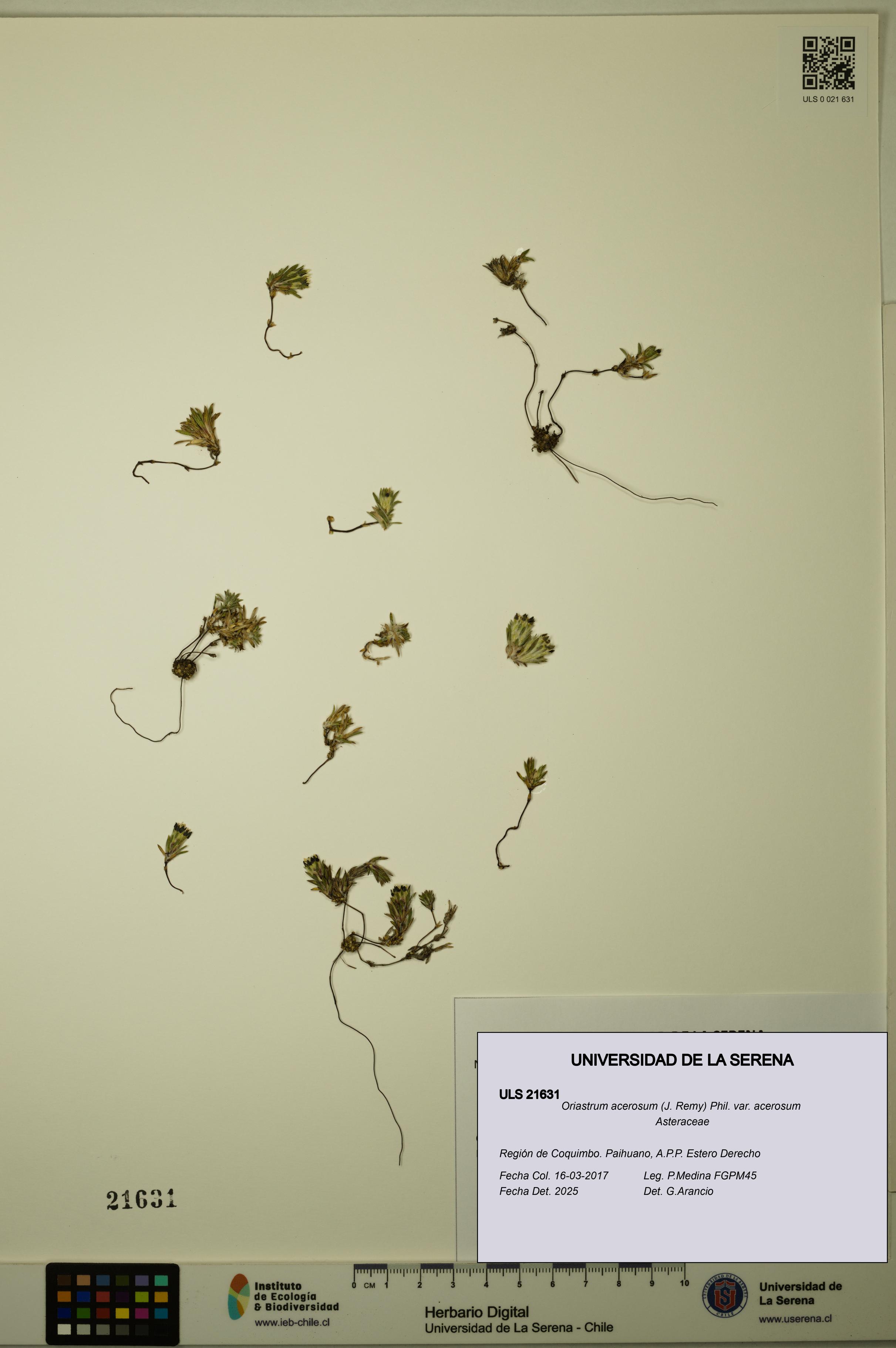 Oriastrum acerosum var. acerosum [Espécimen: ULS:ULS:0021631]