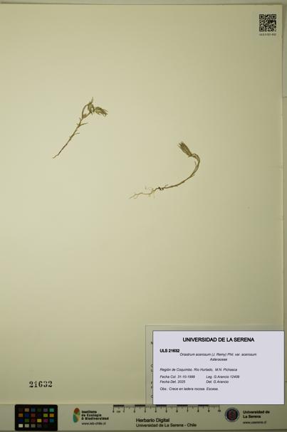 Oriastrum acerosum var. acerosum [Espécimen: ULS:ULS:0021632]