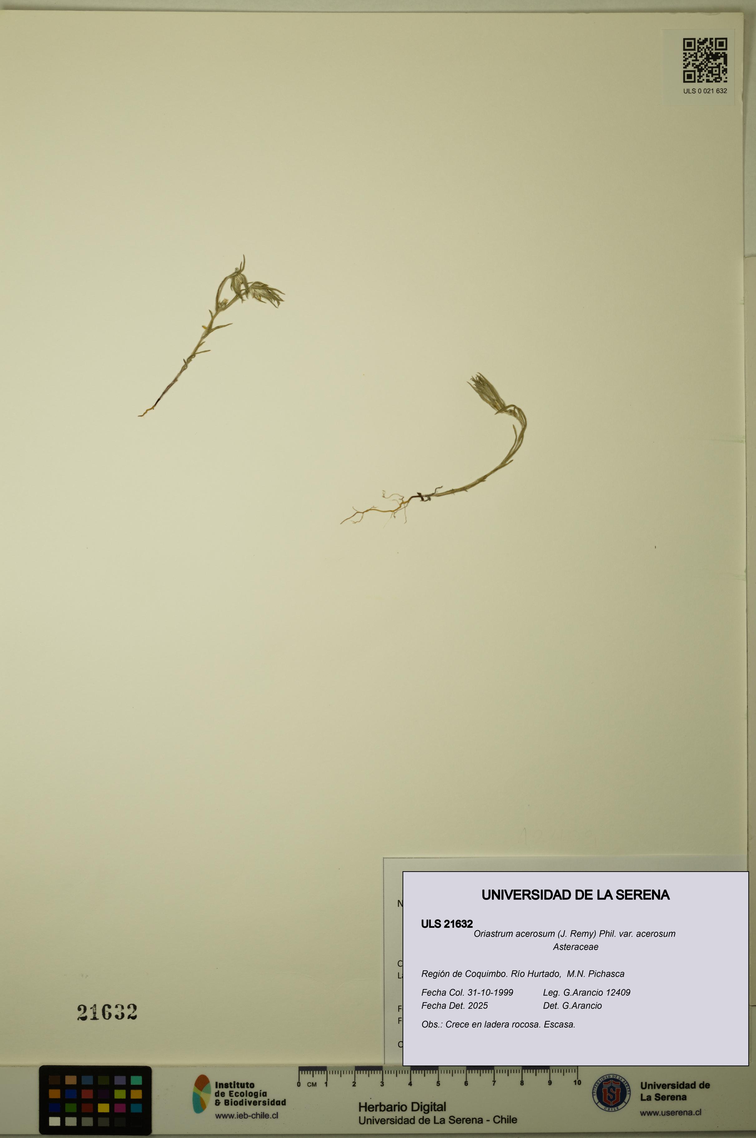 Oriastrum acerosum var. acerosum [Espécimen: ULS:ULS:0021632]